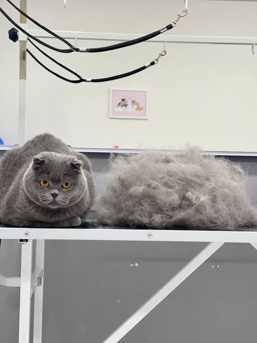 Грумінг салон «KUDLATI»