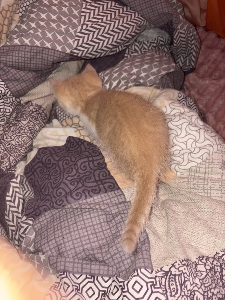 Котик хлопчик 1,5 місяці