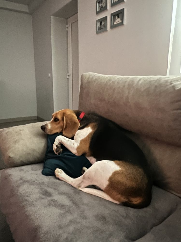 Beagle para adopção