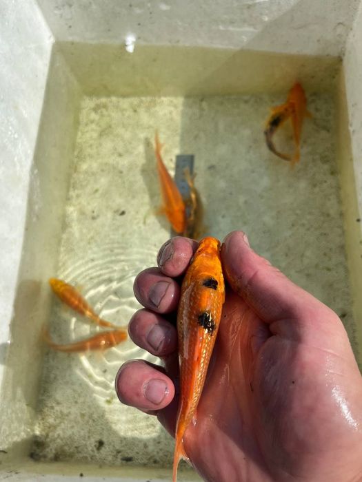 Короп кої в акваріум