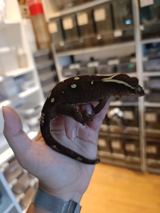 Correlophus sarasinorum White Collar