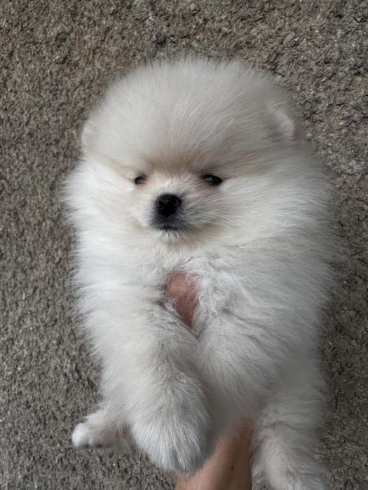 Померанський шпіц