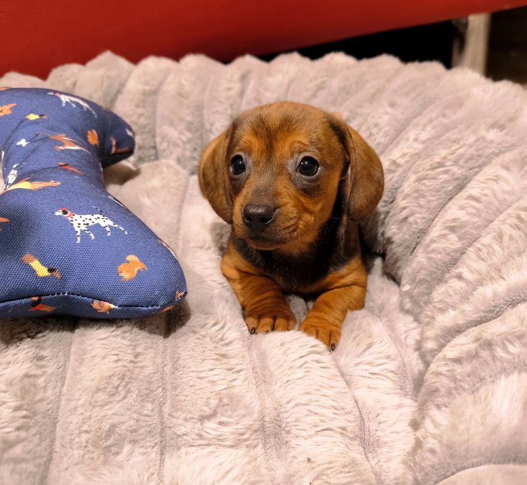 Jamnik miniaturowy krótkowłosy suczki