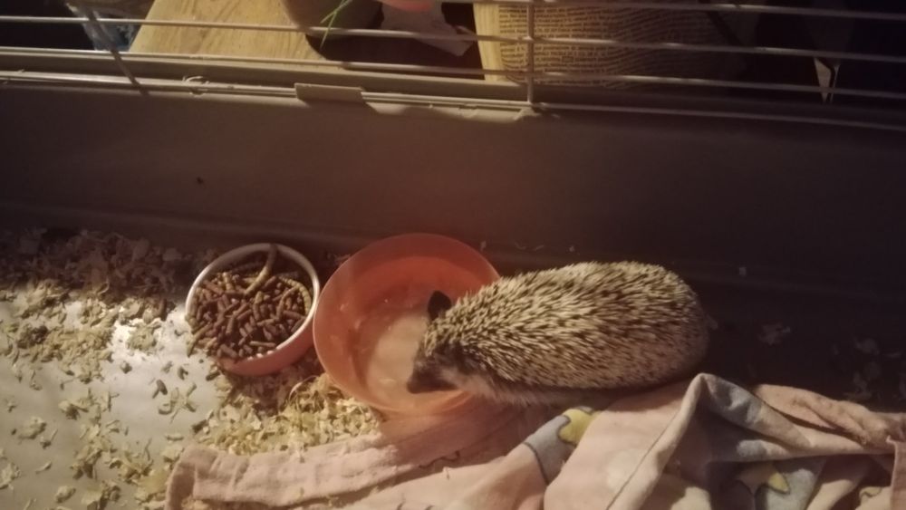 Jeż pigmejski/afrykański