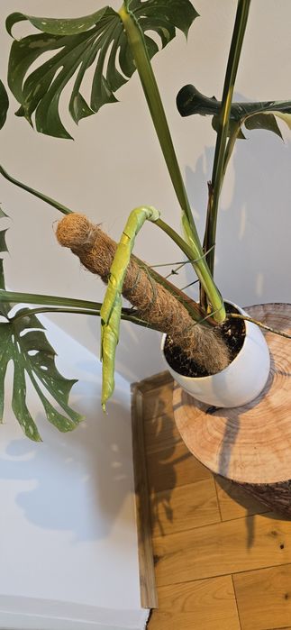 Monstera Thai Constellation Big Form!!!