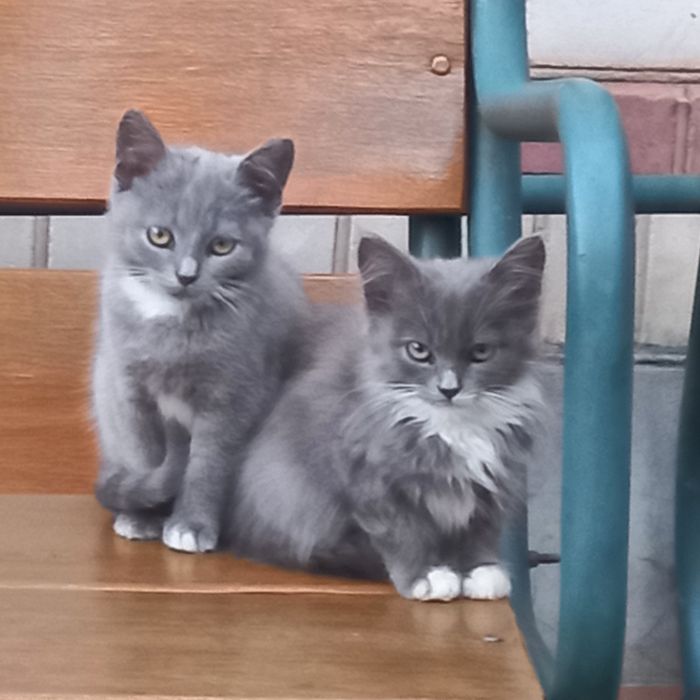 Кошеня хлопчики 4міс