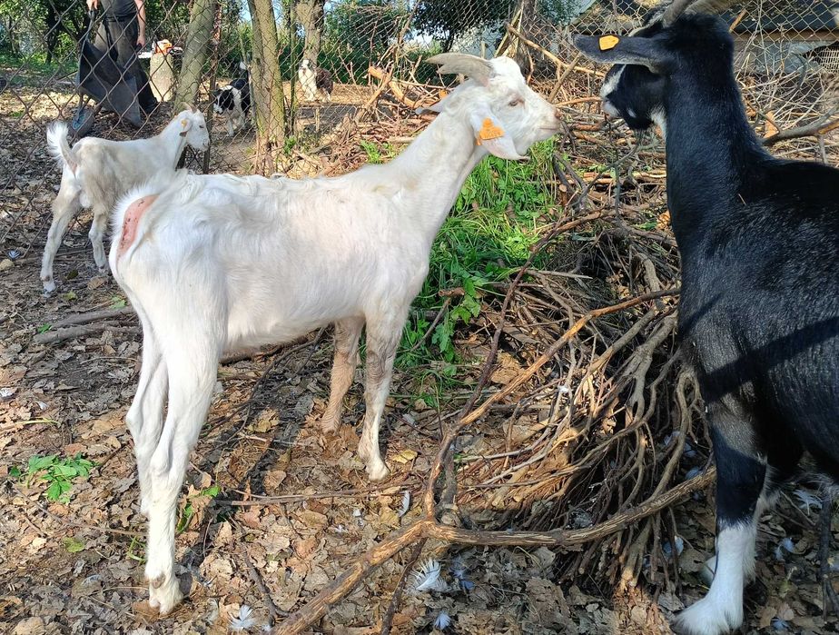 Koziołek saneński-anglonubijski