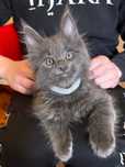Niebieski kocurek Maine Coon z rodowodem (FPL)