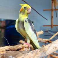 Попугай корелла серо-желтого, стандартного окраса с питомника, самцы.