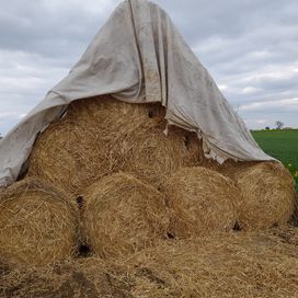 Słoma pszenna,żytnia 120/120 pod okrywą 150 szt.