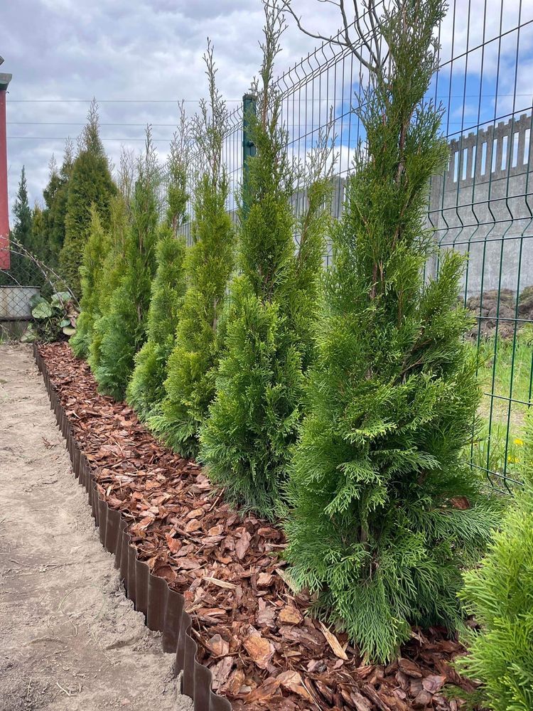 Tuja Szmaragd 130-140 DOSTAWA | SADZENIE Thuje Thuja Tuje 120/150