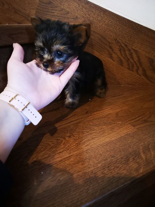 Mini mini piesek york Yorkshire terrier chip metryka paszport