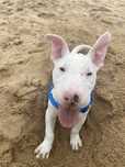 Cao raçado de Pitt x B Terrier