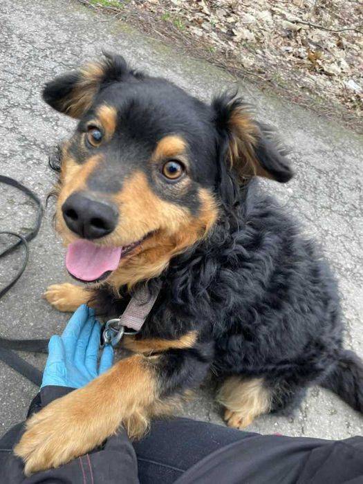 Stefanek-Pies ideał czeka na nowy dom