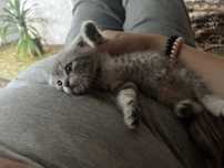 Кошення хлопчик британець висловухий