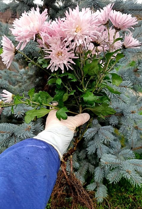 Хризантема Корто пінк