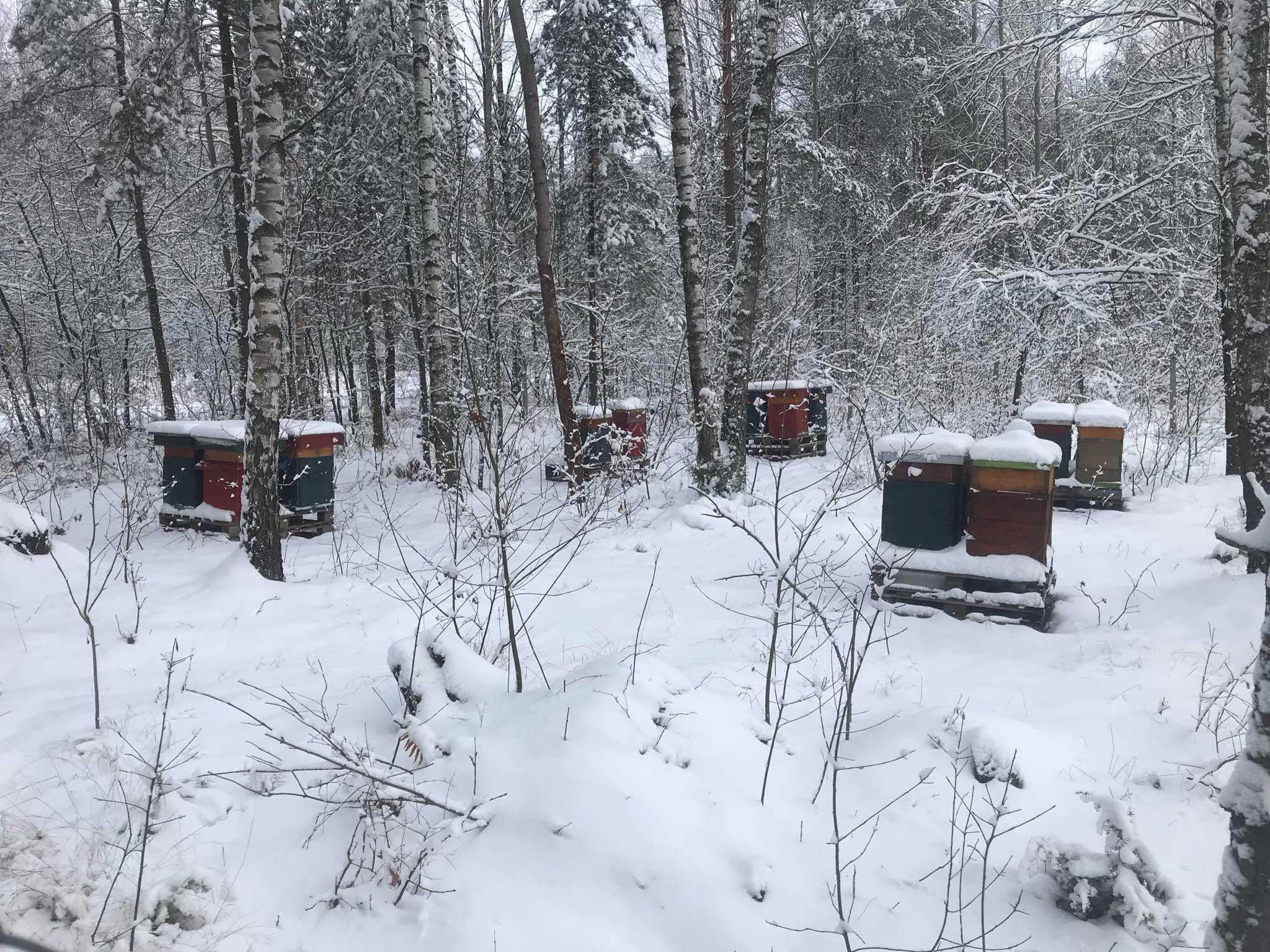 Naturalny miód pszczeli z Pasieki Dojlidy 2025
