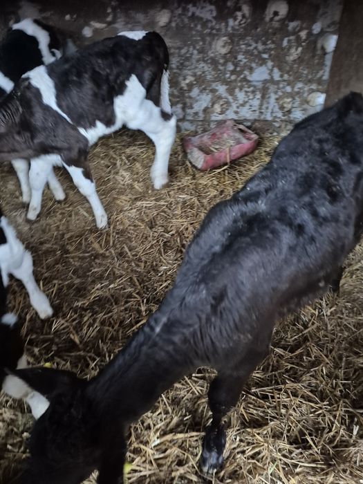 Sprzedam byczki mięsne