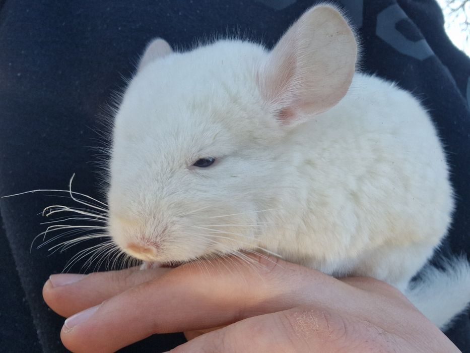 Szynszyl samiczka biała w wieku  12 tygodni chinchilla шиншилла