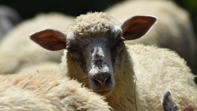 owce romanowska czarnogłówka