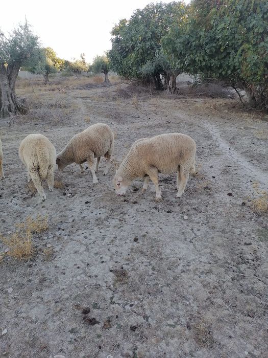 Carneiro crusado ile de france com 3 anos