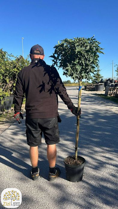Ambrowiec / Liquidambar Styraciflua Gum Ball / Pień 220cm / Obw.8-14cm