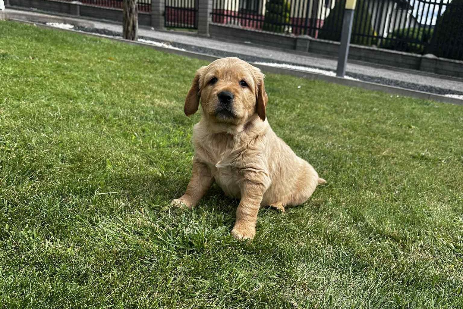 Pies Golden Retriever
