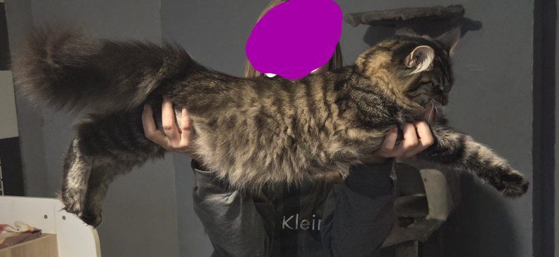 Maine coon kot i kotka 5 mies