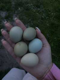 Інкубаційні яйця яйця фазанів фазана фазанячі яйця