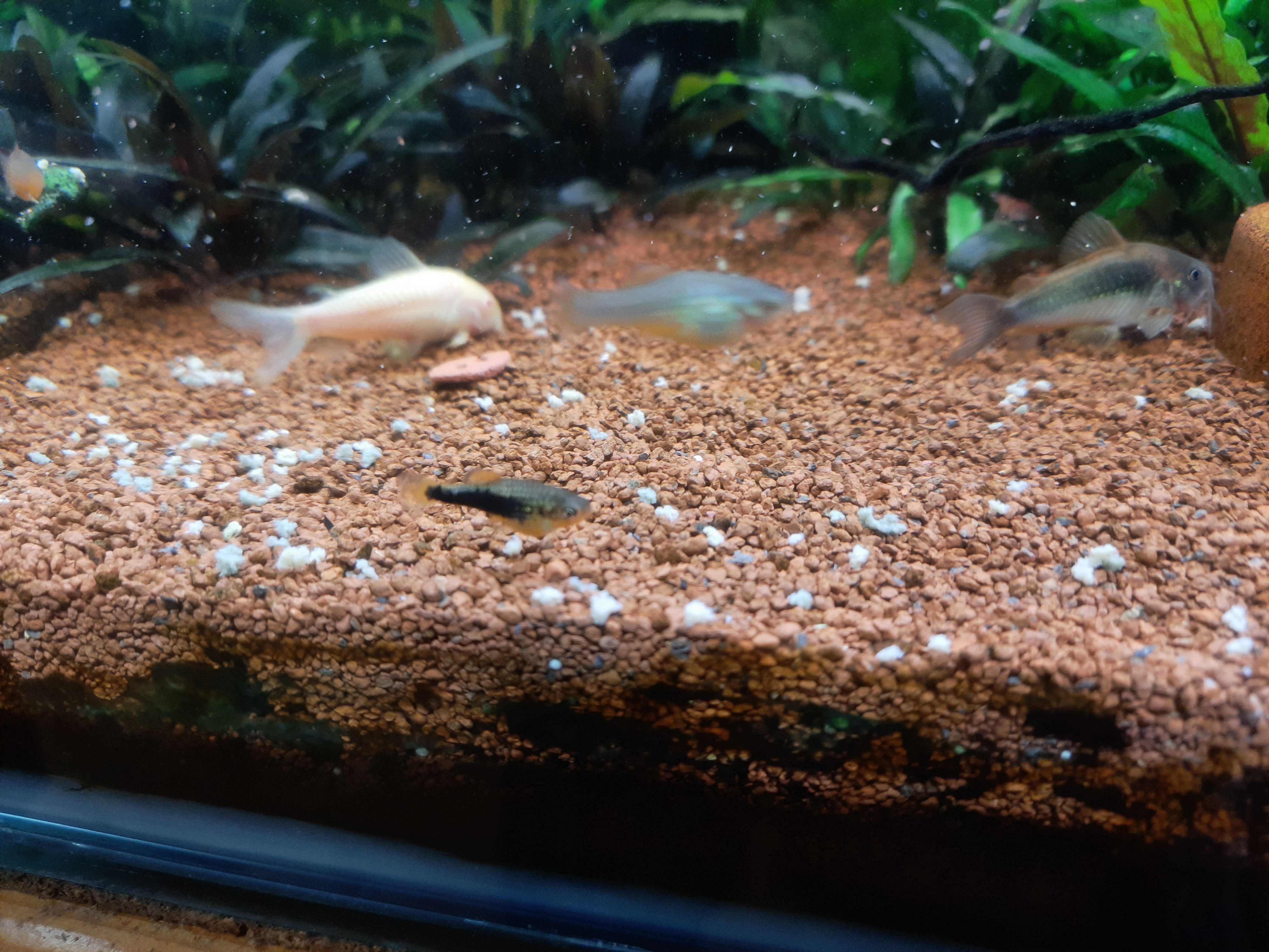 Platy hawaii, aquário