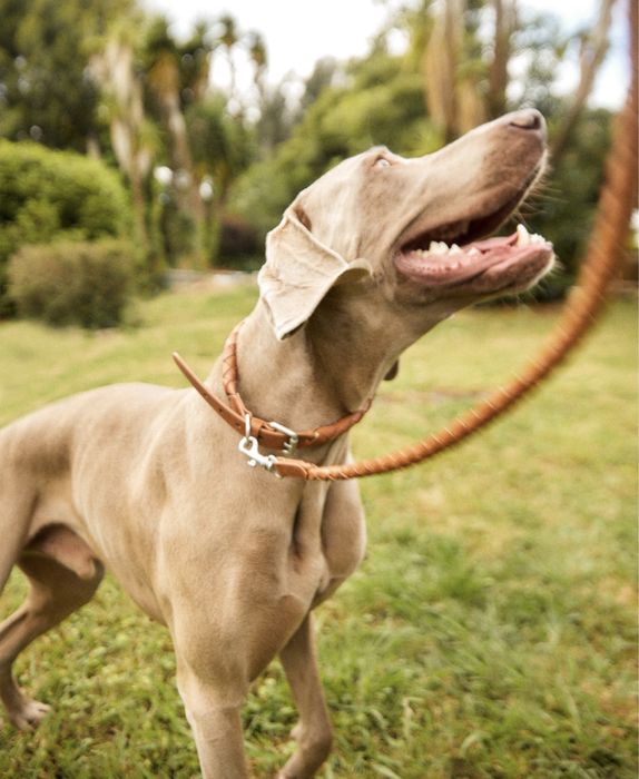 Trela Entraçada Para Cães Zara Home NOVO