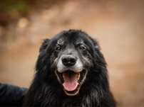 Niesamowity Toledo do adopcji! Za darmo!