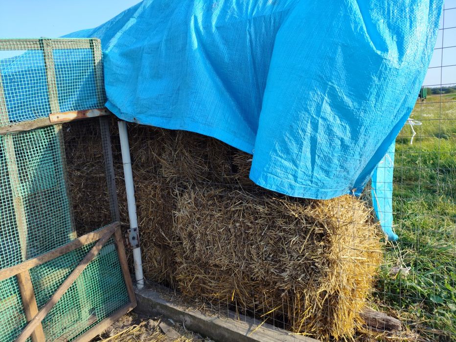 Солома пшениці в тюках
