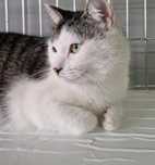 Kotka Luiza do adopcji!