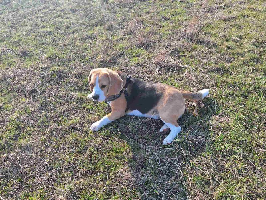 В'язка (безкоштовно) собаки (бігль) Кобель 3 роки