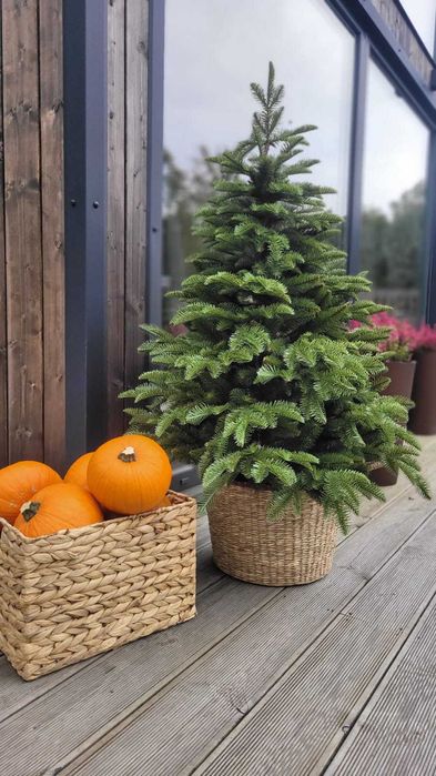 Choinka jak żywa Jodła szlachetna PE w ozdobnej donicy 180 cm