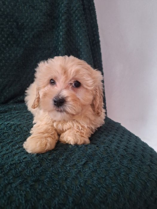 Maltipo-maltanczyk&pudel