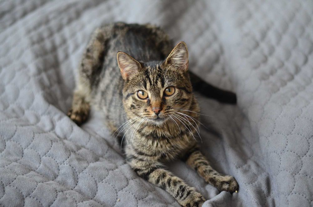 Oddam kotke w dobre ręce