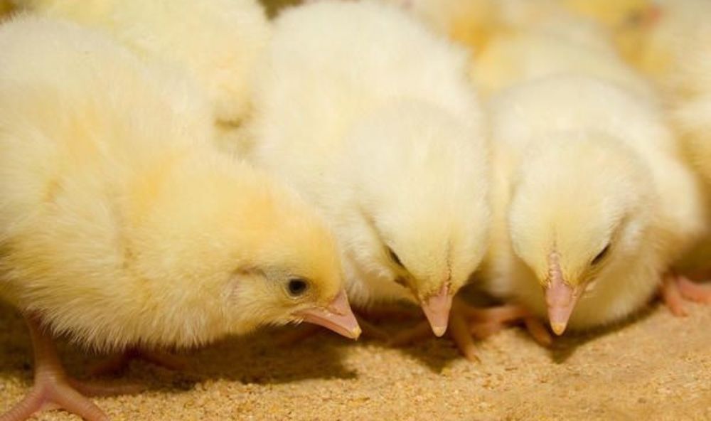 Добовий бройлер кожної неділі, цілий рік