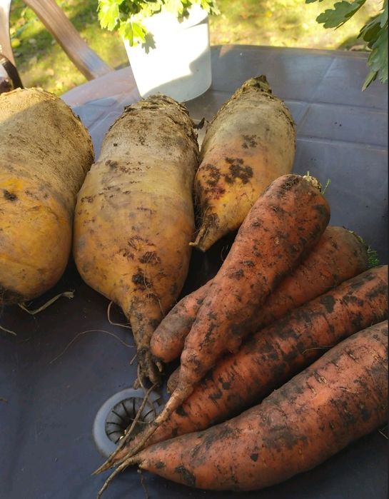 Продається  морква 10 грн) буряк кормовий  5 грн