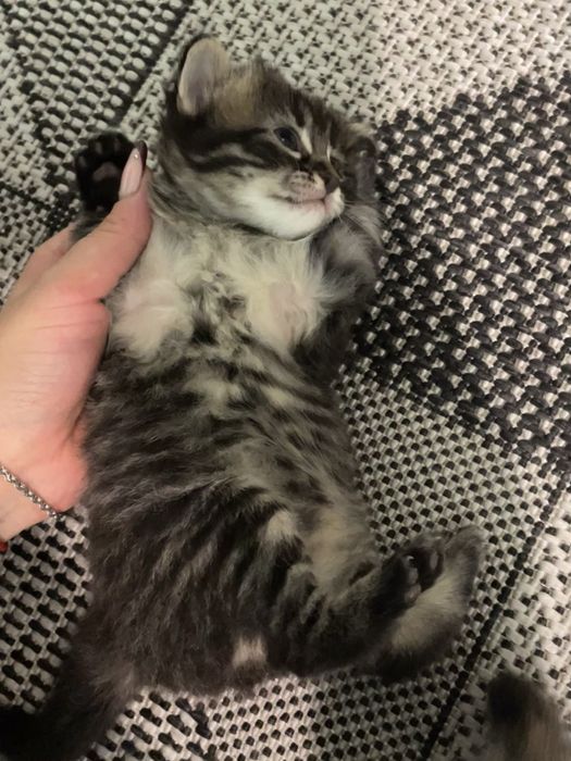 Отдаю котят ,1 месяц обе девочки