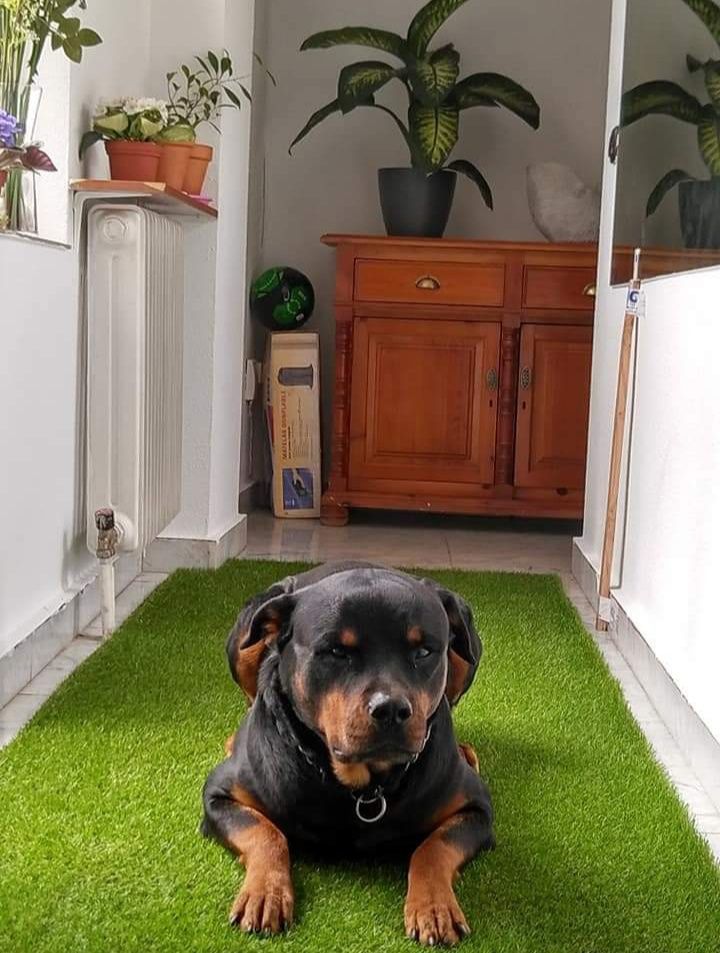 Rottweiler 10 aninhos com muita saúde