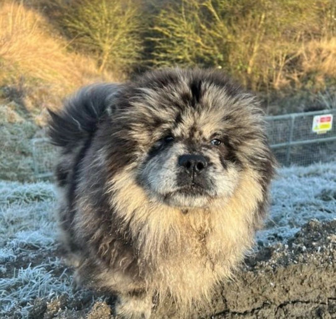 Chow chow szczeniak