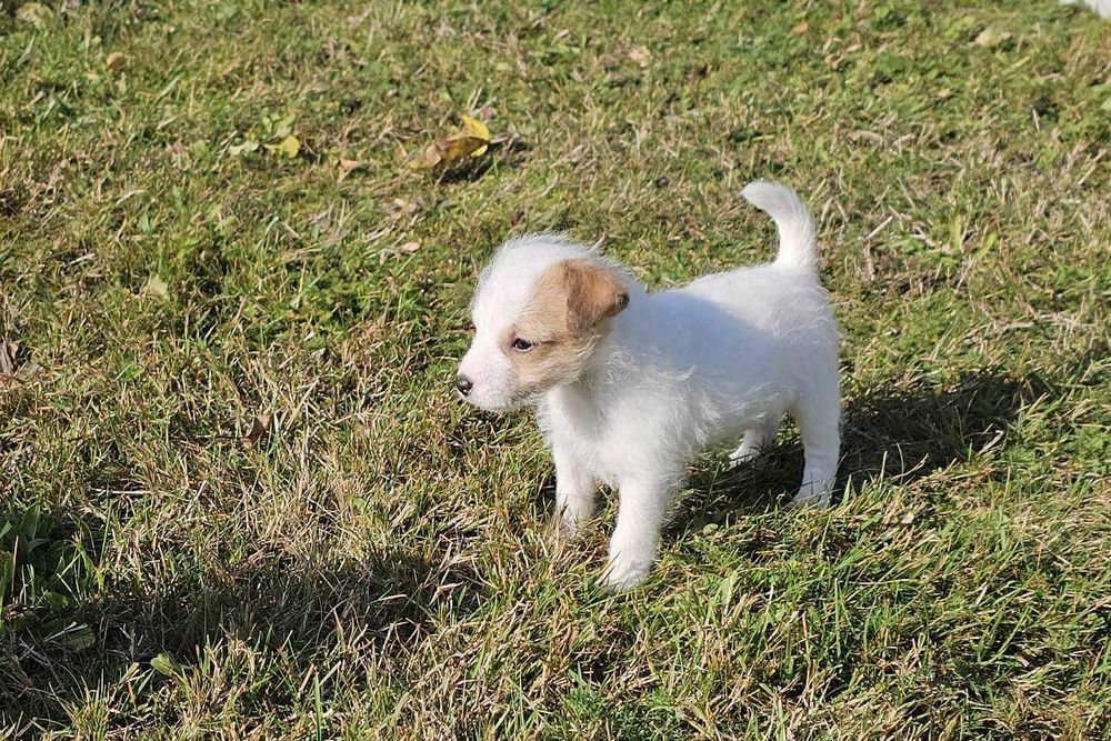 Suczka FCI Parson Russell Terrier szczenię