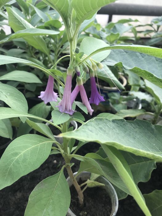 Iochroma wieksza o kwiatach bialych