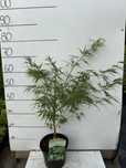 Klon palmowy dissectum 3l
