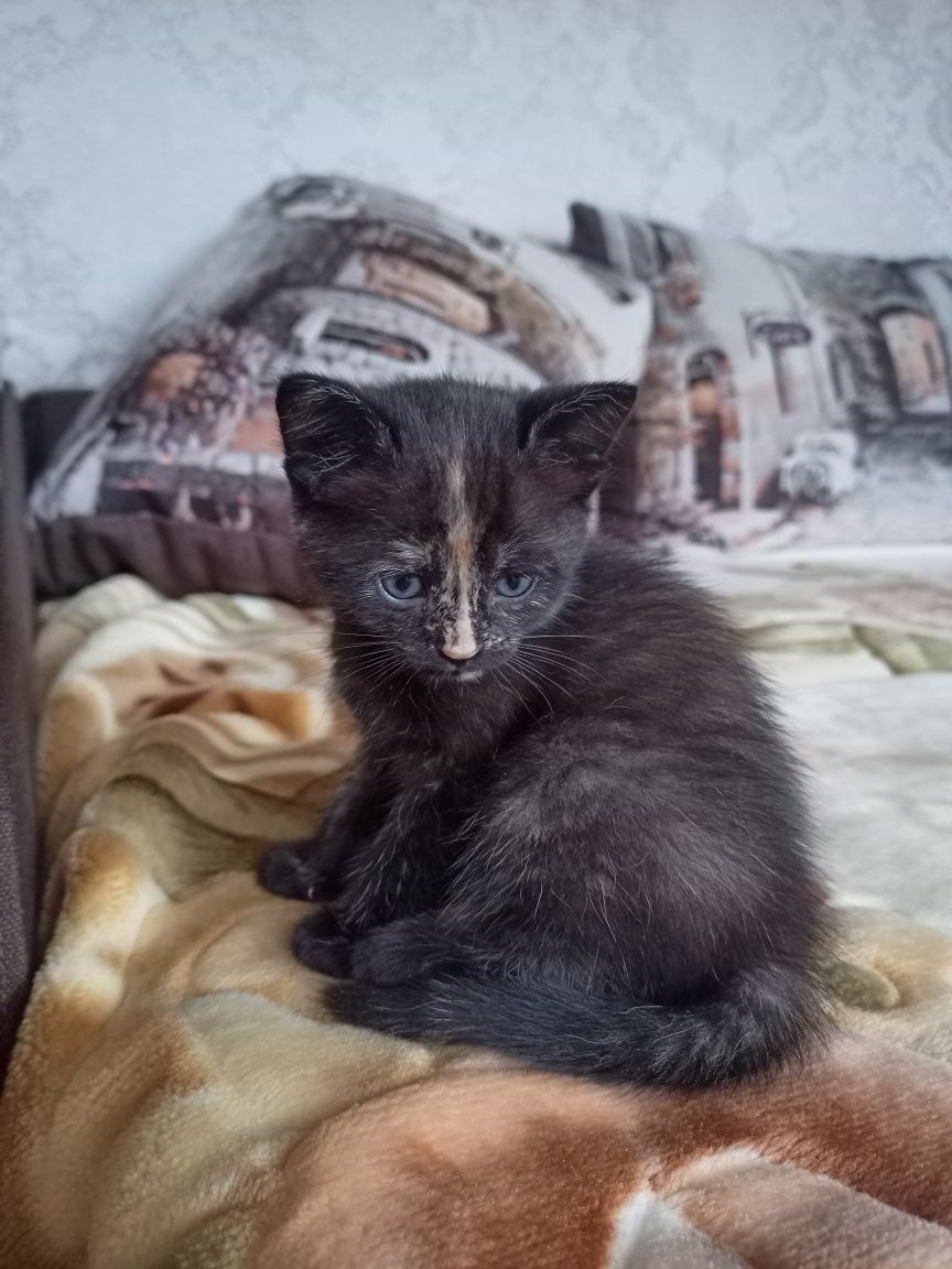 Віддам кошеня в добрі руки