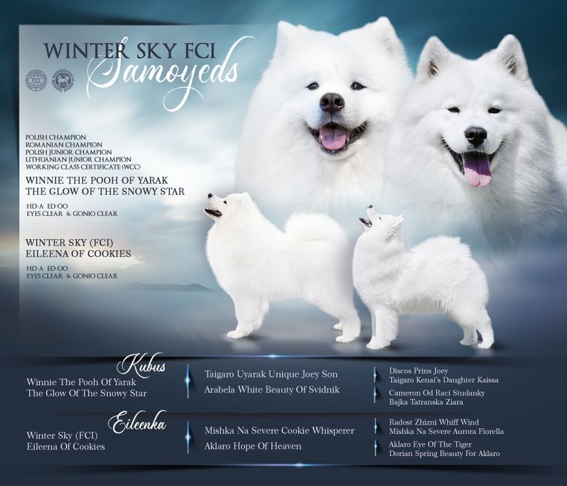 Samoyed/samojed Winter Sky FCI po córce Zwycięzcy Świata
