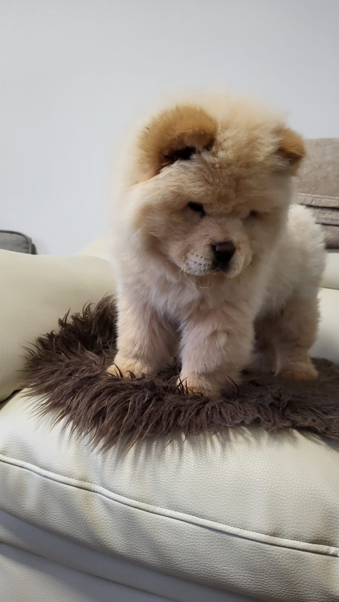Chow chow piesek,
