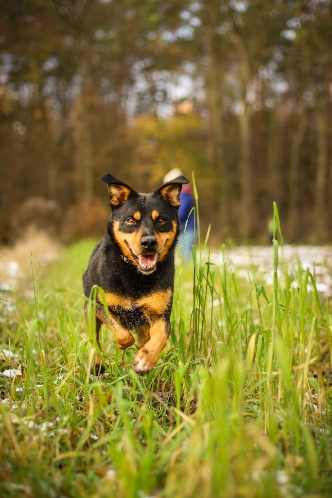 Snapi, uroczy mini rottweiler czeka na dom